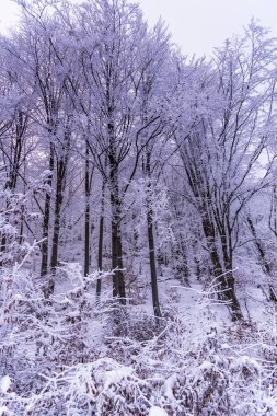 tam kar kaplı ağaçlar ve sisli orman