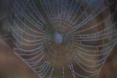 örümcek ağı çiğ damlaları ile kadeh yukarıya kapatmak