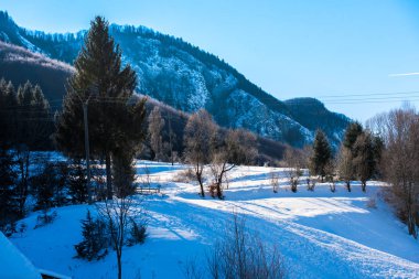 Karla kaplı çıplak ağaçlar ve doğa arka planda dalları