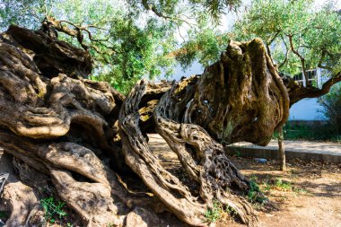 ormanda büyük ağaç kökleri 