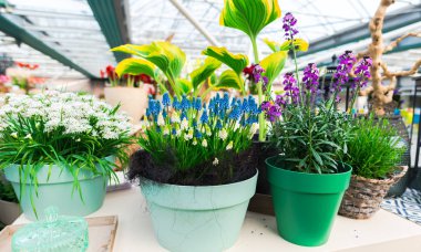 Tencerede Çiçekler yakın 