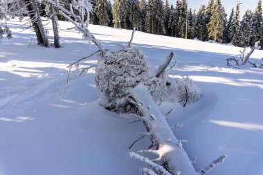 Karla kaplı ağaçlar ve dalları kış orman
