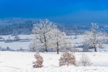 Karla kaplı ağaçlar ve dalları kış orman