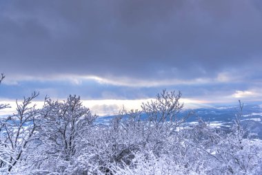 Karla kaplı ağaçlar ve dalları kış orman