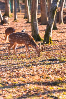 Ormanda güzel geyik 