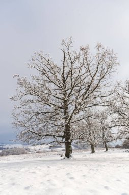Karla kaplı ağaçlar ve dalları kış orman