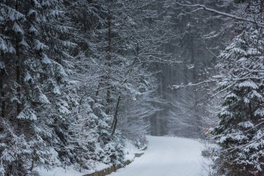 Karla kaplı çıplak ağaçlar ve dalları kış orman