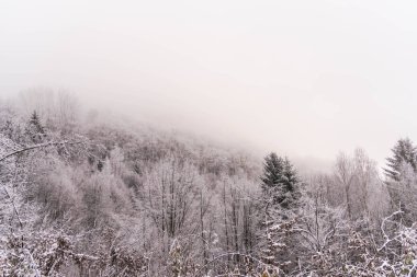 Karla kaplı çıplak ağaçlar ve dalları kış orman