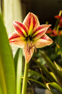 Şaşırtıcı ihale çiçek açan çiçekler yakın çekim