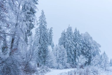 puslu ormandaki ağaçlar tam kar kaplı