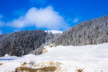 Karla kaplı ağaçlar ve dalları kış orman