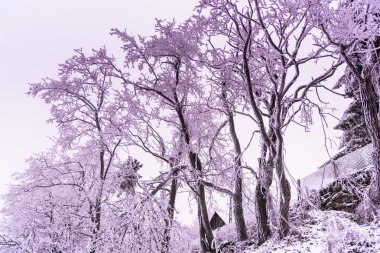 tam kar kaplı ağaçlar ve sisli orman