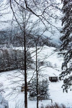Karla kaplı çıplak ağaçlar ve dalları kış orman