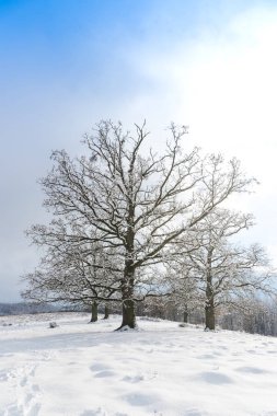 Karla kaplı ağaçlar ve dalları kış orman
