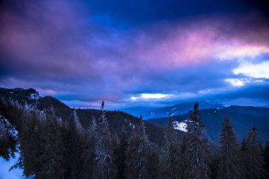 çam ağaçları yukarıda mor bulutlu gökyüzü