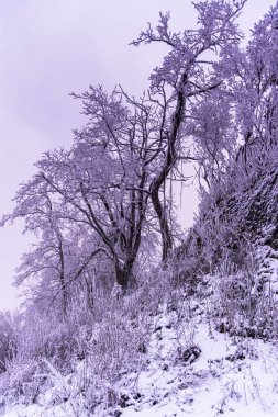 tam kar kaplı ağaçlar ve sisli orman