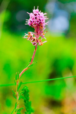 İnanılmaz renkli çiçek açan çiçekler yakın çekim