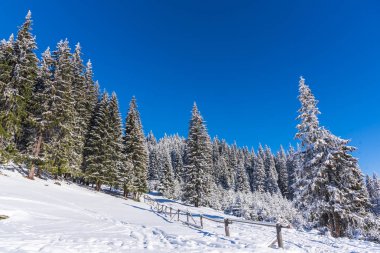 Karla kaplı ağaçlar ve dalları kış orman
