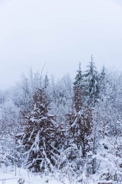 Karla kaplı çıplak ağaçlar ve dalları kış orman