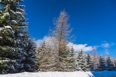 Karla kaplı ağaçlar ve dalları kış orman