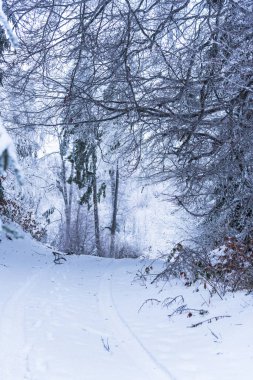 Karlı ağaçlar şaşırtıcı Doğa Manzaralı
