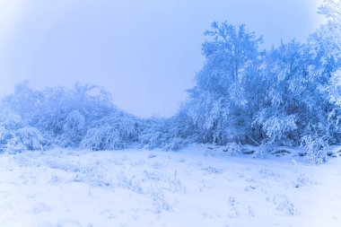 tam kar kaplı ağaçlar ve sisli orman