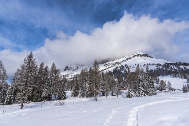 Çam ağaçları ve bulutlu gökyüzü arka plan şaşırtıcı doğa manzaralı