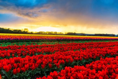 çiçek açan lale ekimi sahasında büyüyen görünümünü