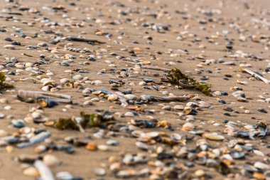 Sandy beach kabukları ile