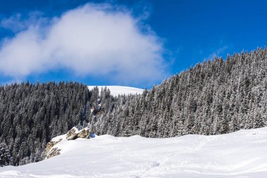 Çam ağaçları ve bulutlu gökyüzü arka plan şaşırtıcı doğa manzaralı
