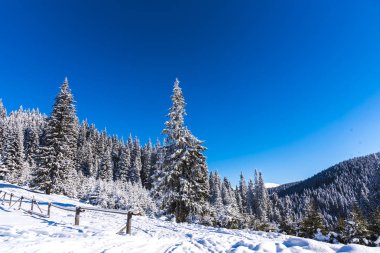 Karla kaplı ağaçlar ve dalları kış orman