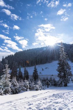 Karla kaplı ağaçlar ve dalları kış orman