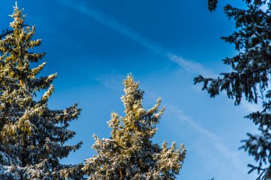 Çam ağaçları ve bulutlu gökyüzü arka plan şaşırtıcı doğa manzaralı