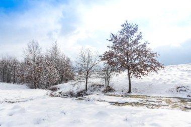 Karla kaplı ağaçlar ve dalları kış orman