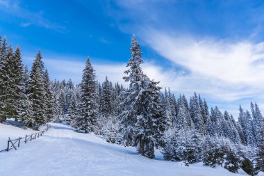 Çam ağaçları ve bulutlu gökyüzü arka plan şaşırtıcı doğa manzaralı