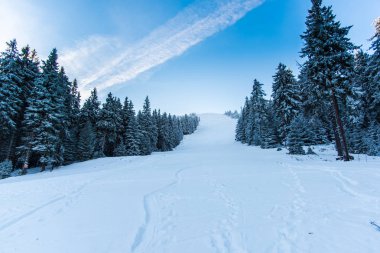Çam ağaçları ve bulutlu gökyüzü arka plan şaşırtıcı doğa manzaralı