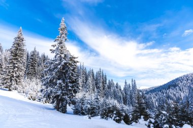 Karla kaplı ağaçlar ve dalları kış orman