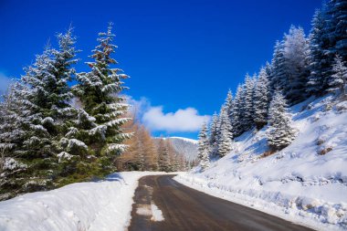 Karla kaplı ağaçlar ve dalları kış orman