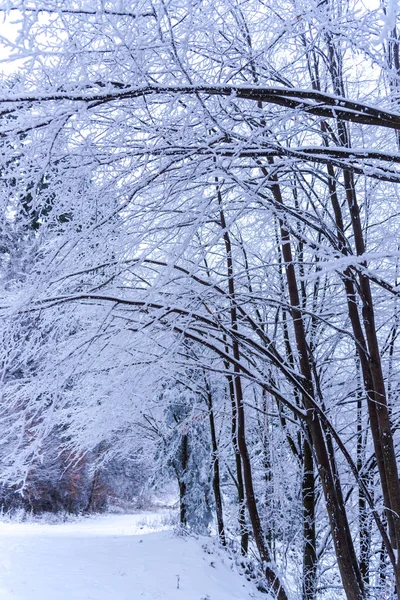 Snow Covered Trees Branches Wintry Forest — 스톡 사진