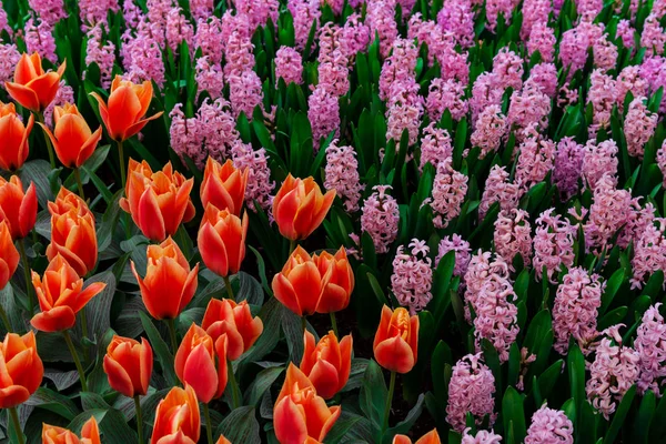 Close Amazing Tender Blooming Flowers — Stock Photo, Image