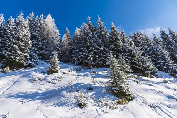 Increíble Vista Naturaleza Con Pinos Cielo Nublado — Foto de Stock