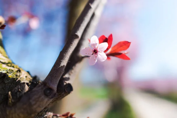 Ramo Árvore Cereja Com Flor Close — Fotografia de Stock