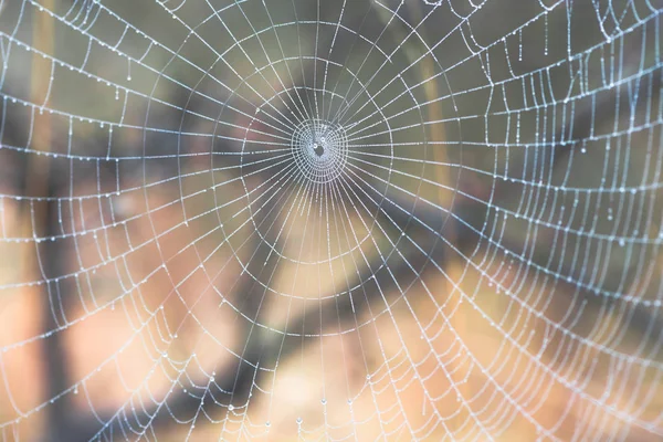 Araignée Sur Fond Toile — Photo