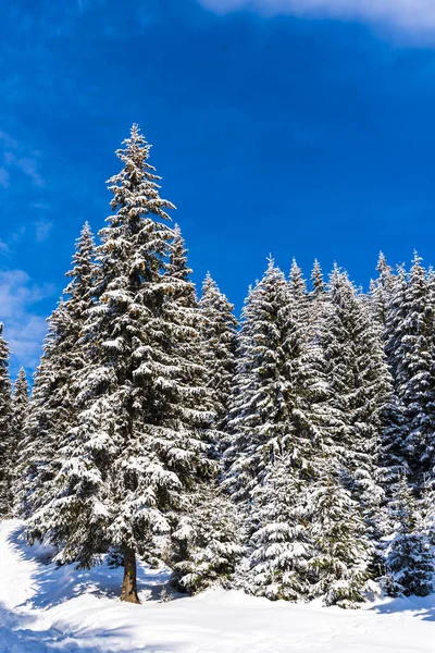 Abetos Nevados Colina Con Cielo Azul — Foto de Stock