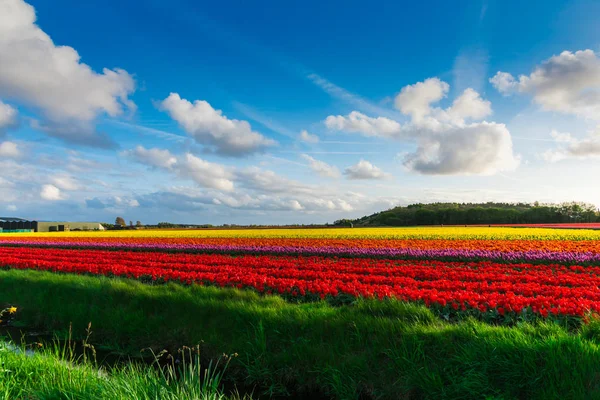 Weergave Van Bloeiende Tulpen Groeien Bij Plantage Veld — Stockfoto