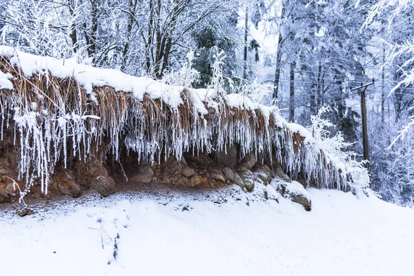 Árvores Nuas Cobertas Neve Galhos Floresta Invernal — Fotografia de Stock