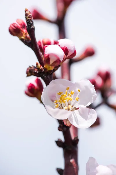 Cherry Tree Branch Blossoms Close — Stock Photo, Image