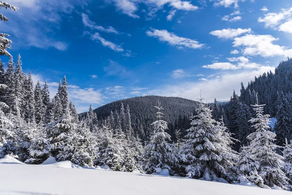 Abetos Nevados Colina Con Cielo Azul — Foto de Stock