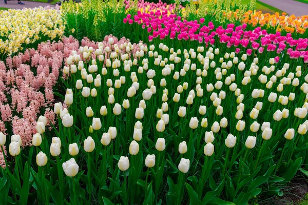 Nahaufnahme Von Erstaunlich Zarten Blühenden Blumen — Stockfoto