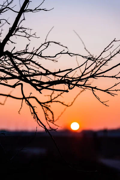 Parlak Turuncu Günbatımı Gökyüzü Ağaç Dalları — Stok fotoğraf